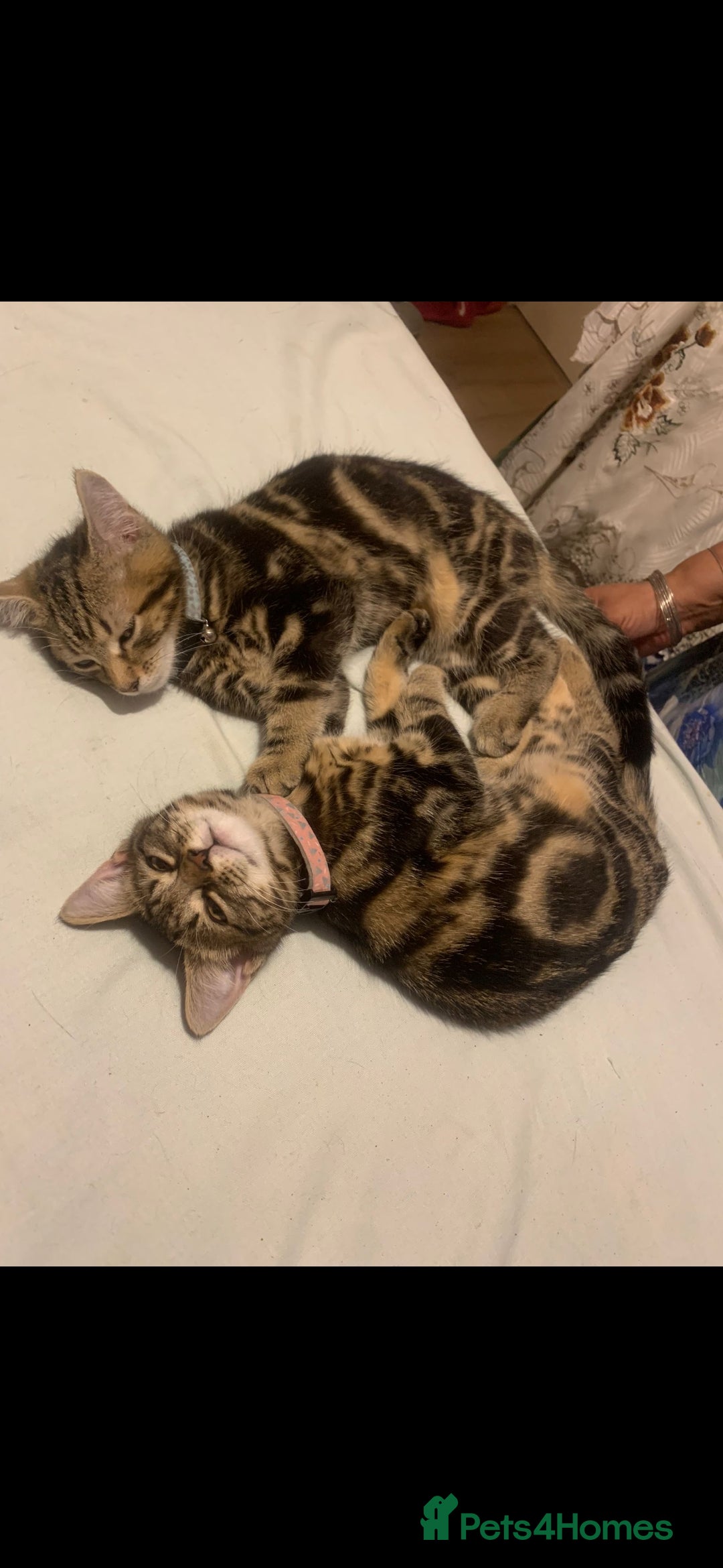 Bengal cats for sale: Mixed Bengal kittens - Advert 5