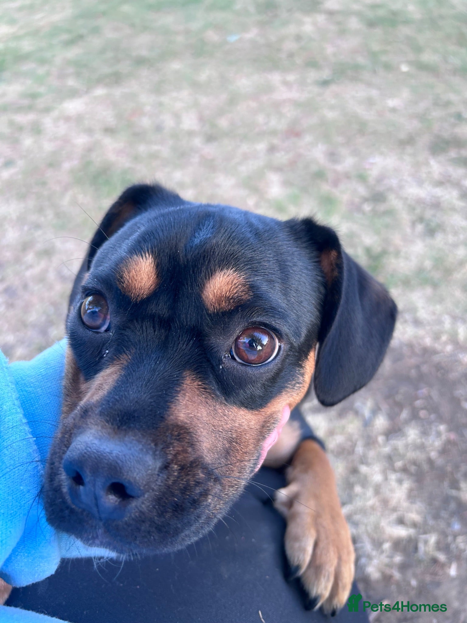 Mixed Breed dogs Matilda  - Advert 10