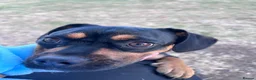 Mixed Breed dogs for sale: Matilda  in Boston - Advert 1