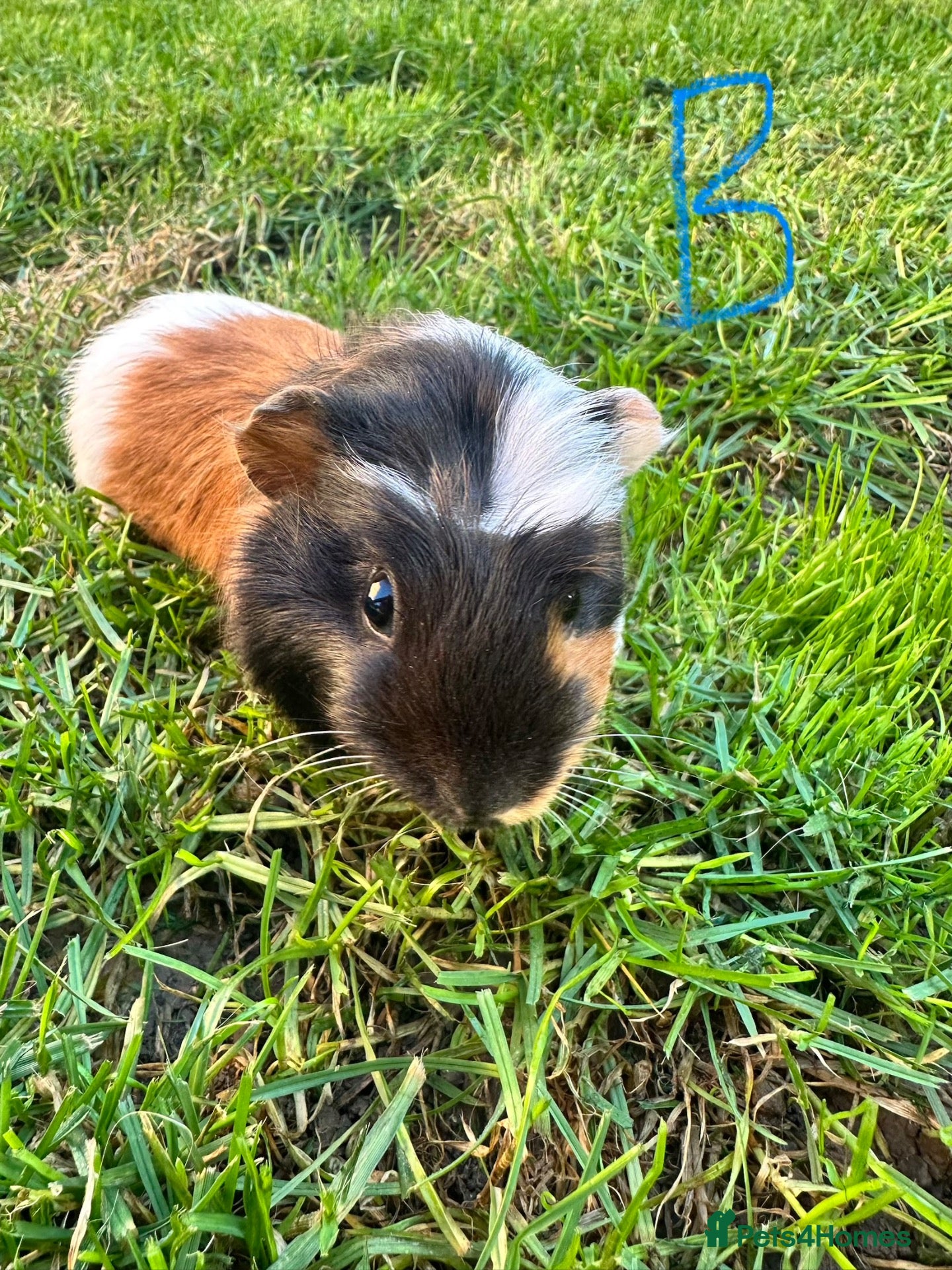 Guinea Pig rodents Male and female Guinea Pigs For Sale  - Advert 1