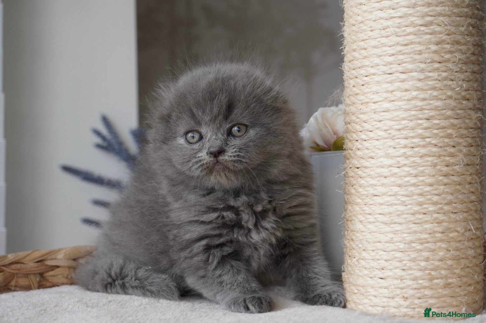 Scottish Fold cats Beautiful kittens - Advert 1
