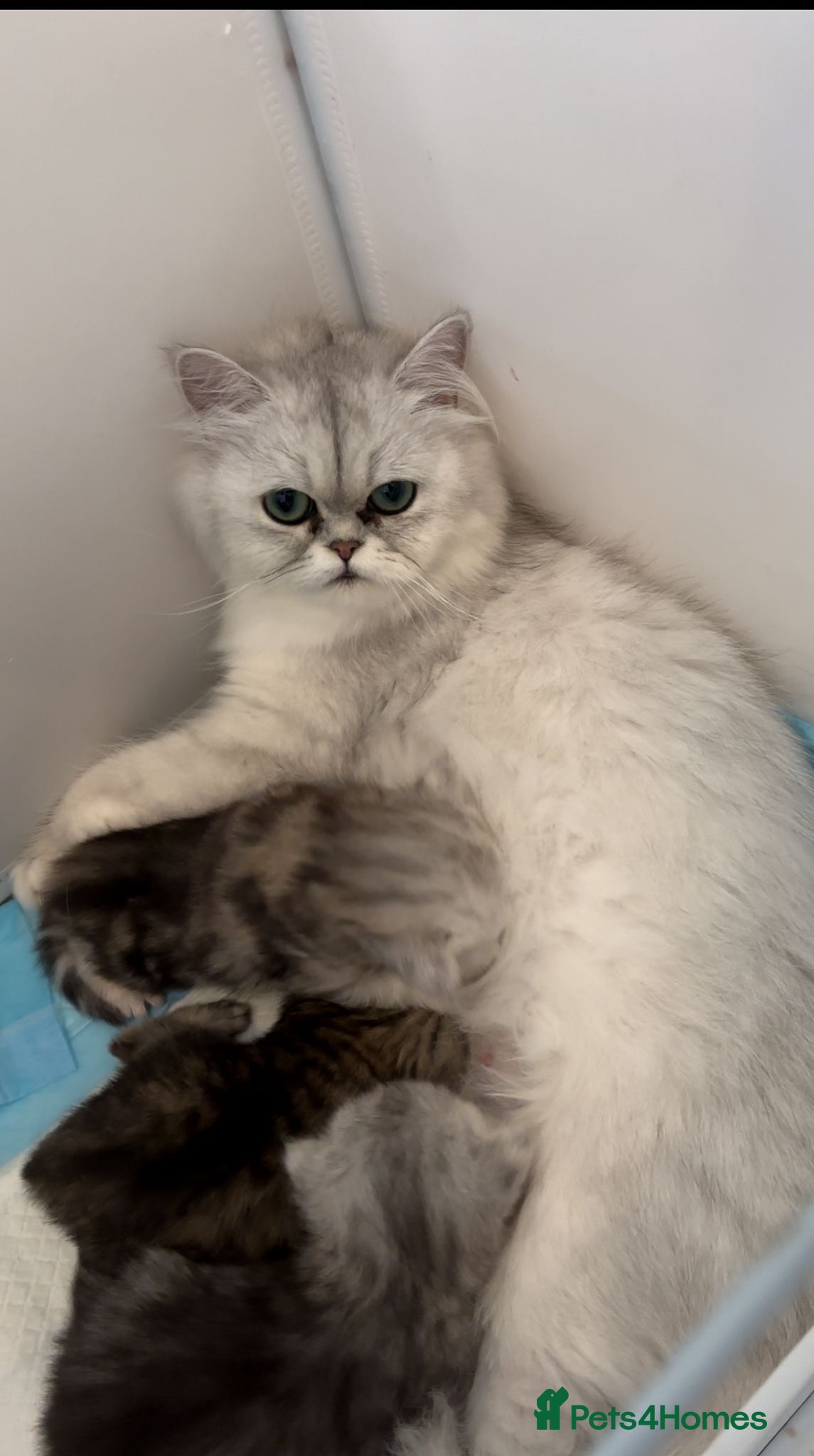 Persian cats Persian Kittens - Advert 1