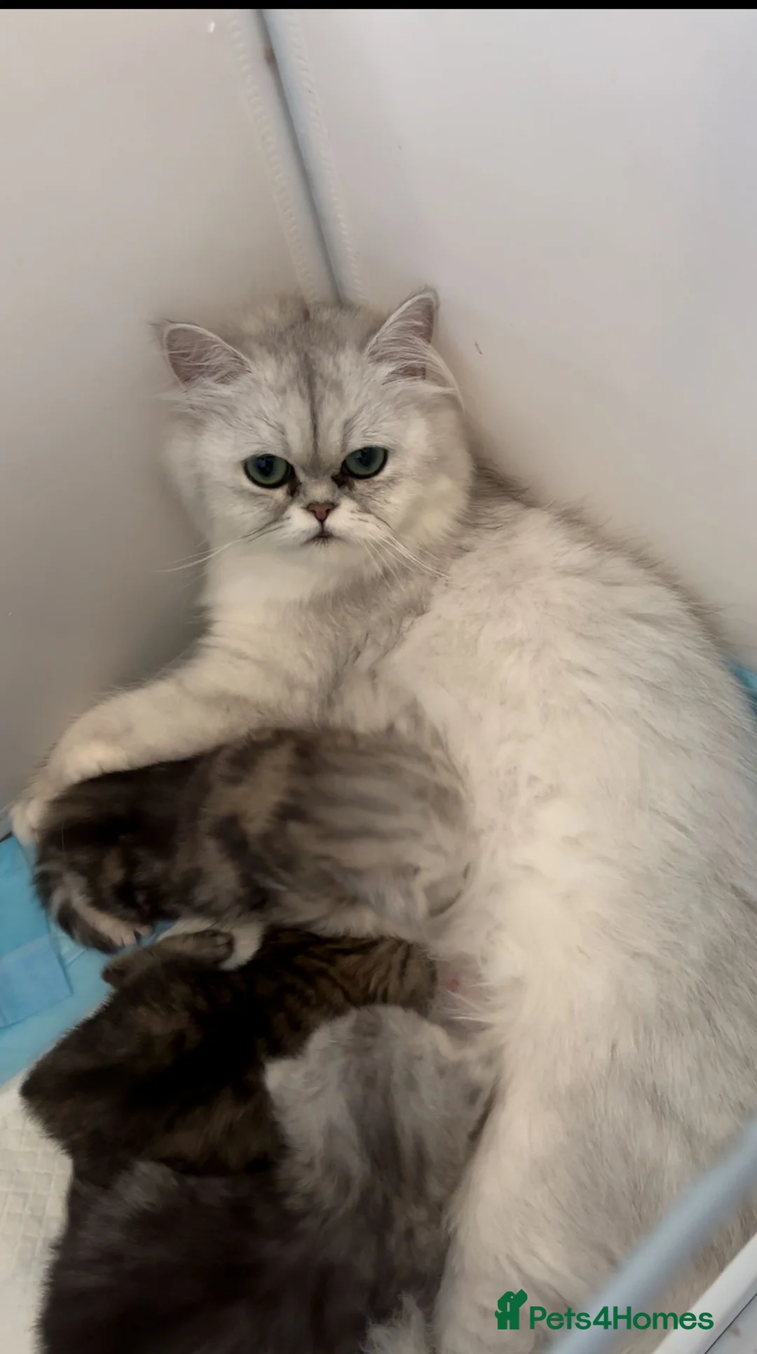 Persian cats for sale: Persian Kittens - Advert 2