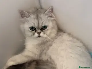 Persian cats Persian Kittens - Advert 1