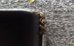 Gecko reptiles for sale: Viper geckos for sale  - Image 2