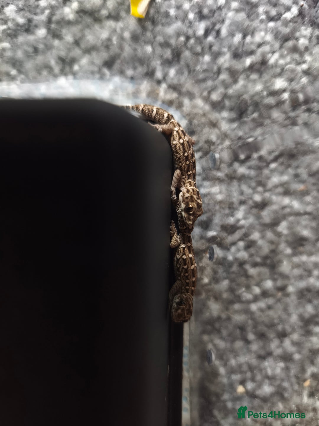 Gecko reptiles for sale: Viper geckos for sale  - Image 2