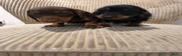 Miniature Dachshund dogs for sale: Miniature Wirehaired 5 Star Licensed Breeder   - Advert 6