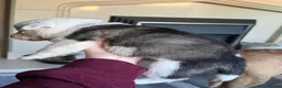 Mixed Breed dogs for sale: Puppies mixed bread  in Stoke-on-Trent - Advert 22