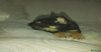 Mixed Breed dogs - Advert 6
