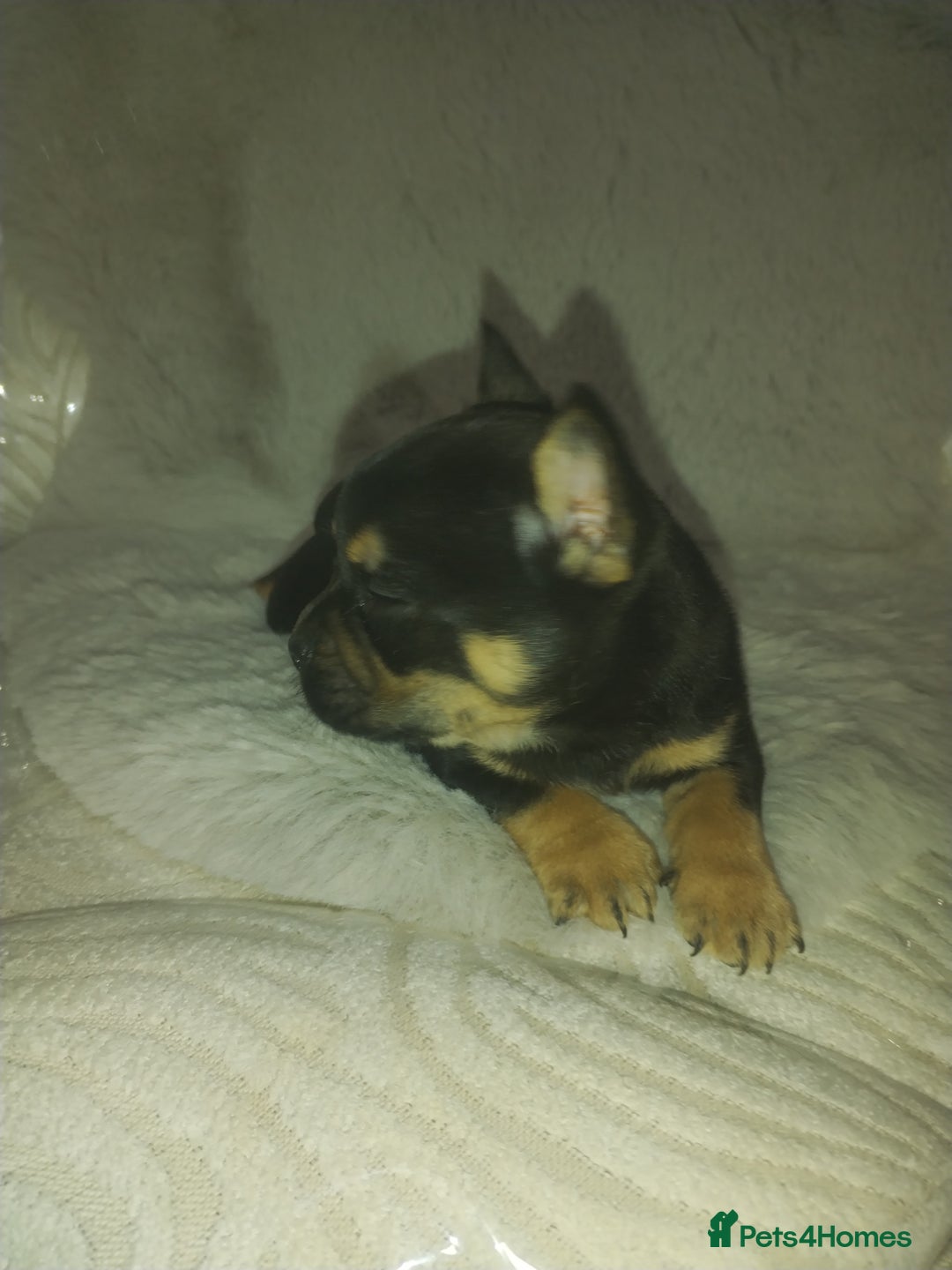 Mixed Breed dogs for sale: French bulldog x chihuahua  - Image 3