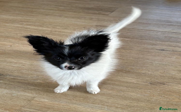 Papillon dogs - Advert 2