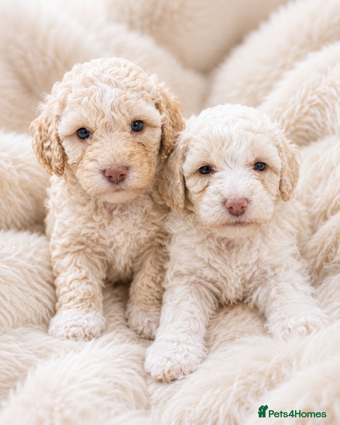 Mixed Breed dogs ❤️ Merle Cavapoochon puppies ❤️ - Advert 1