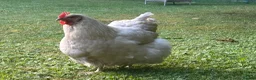 Chickens poultry for sale: Four fabulous Orpington ladies! - Advert 3