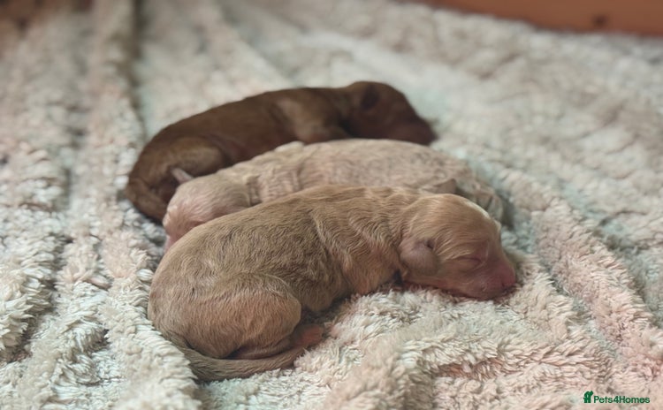 Mini Goldendoodle dogs - Advert 3