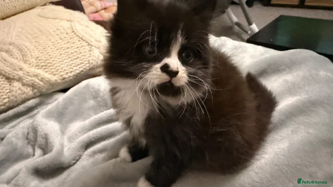 Mixed Breed cats for sale: Mixed breed  - Advert 4