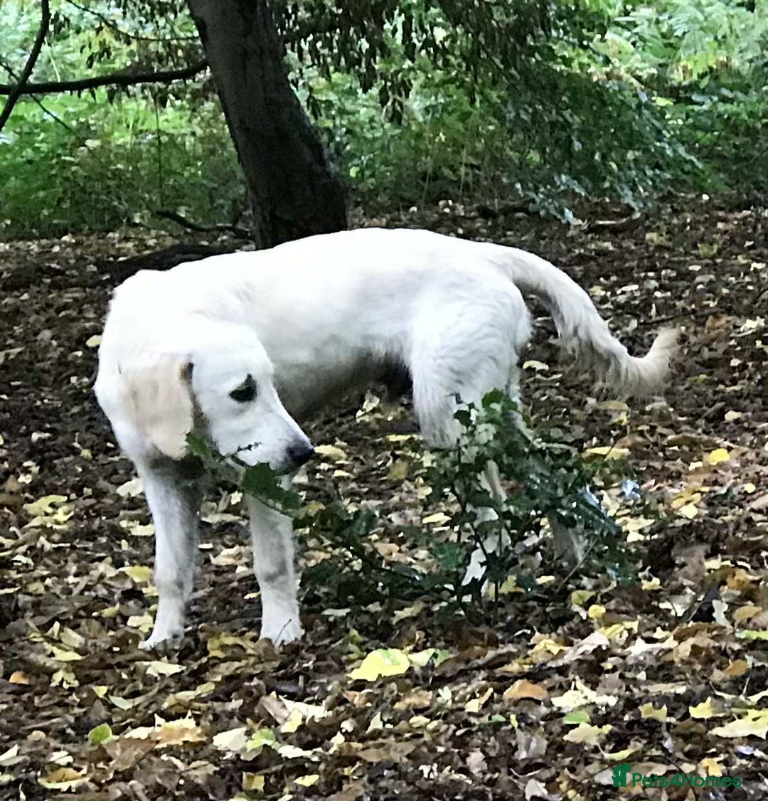 Golden Retriever dogs for sale: Championline puppies in London - Image 19