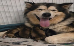 Alaskan Malamute dogs for sale: Alaskan malamute puppies for sale - Image 1
