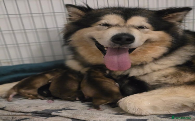 Alaskan Malamute dogs - Advert 1