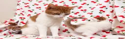 Mixed Breed cats for sale: Adorable Baby Boys Looking for Loving Homes - Advert 6