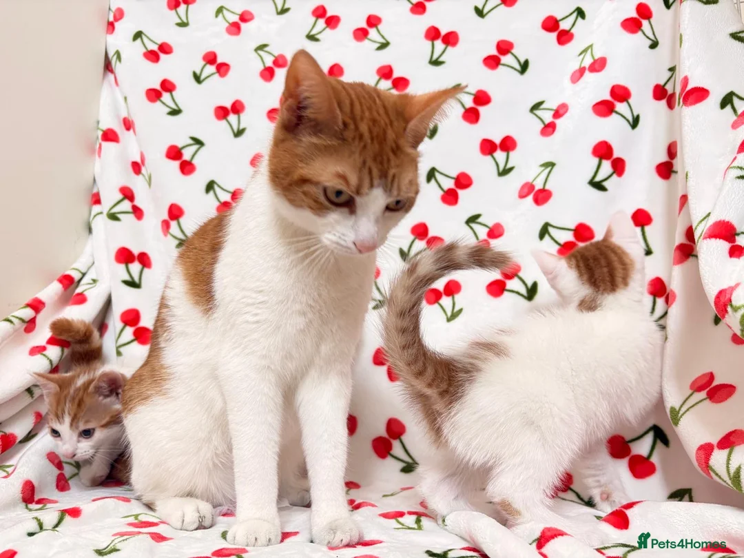 Mixed Breed cats for sale: Adorable Baby Boys Looking for Loving Homes - Advert 6