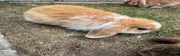 Mini Lop rabbits for sale: Mixed Mini Lop Rabbits - Advert 5