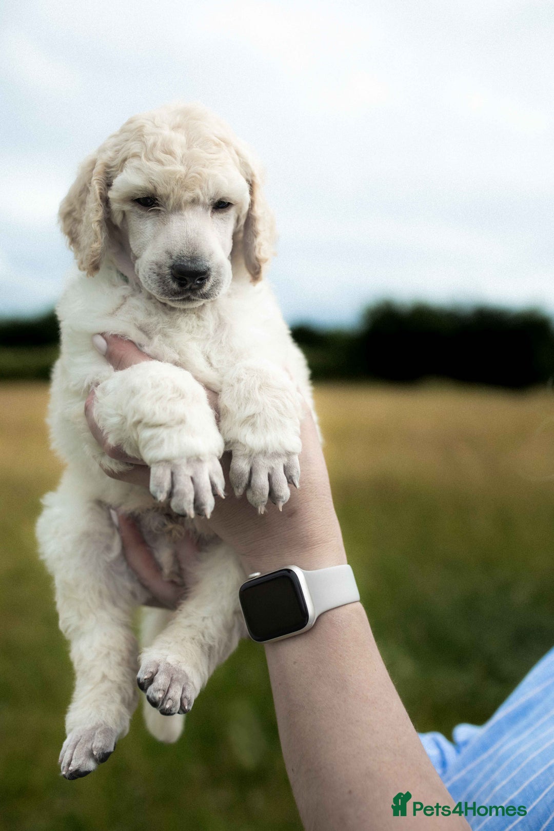 Standard Poodle dogs for sale: It has to be ALL WHITE Standard Poodle Puppies - Image 30