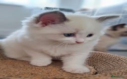 Ragdoll cats for sale: Beautiful Ragdolls 4 boys and 2 girls  - Image 16