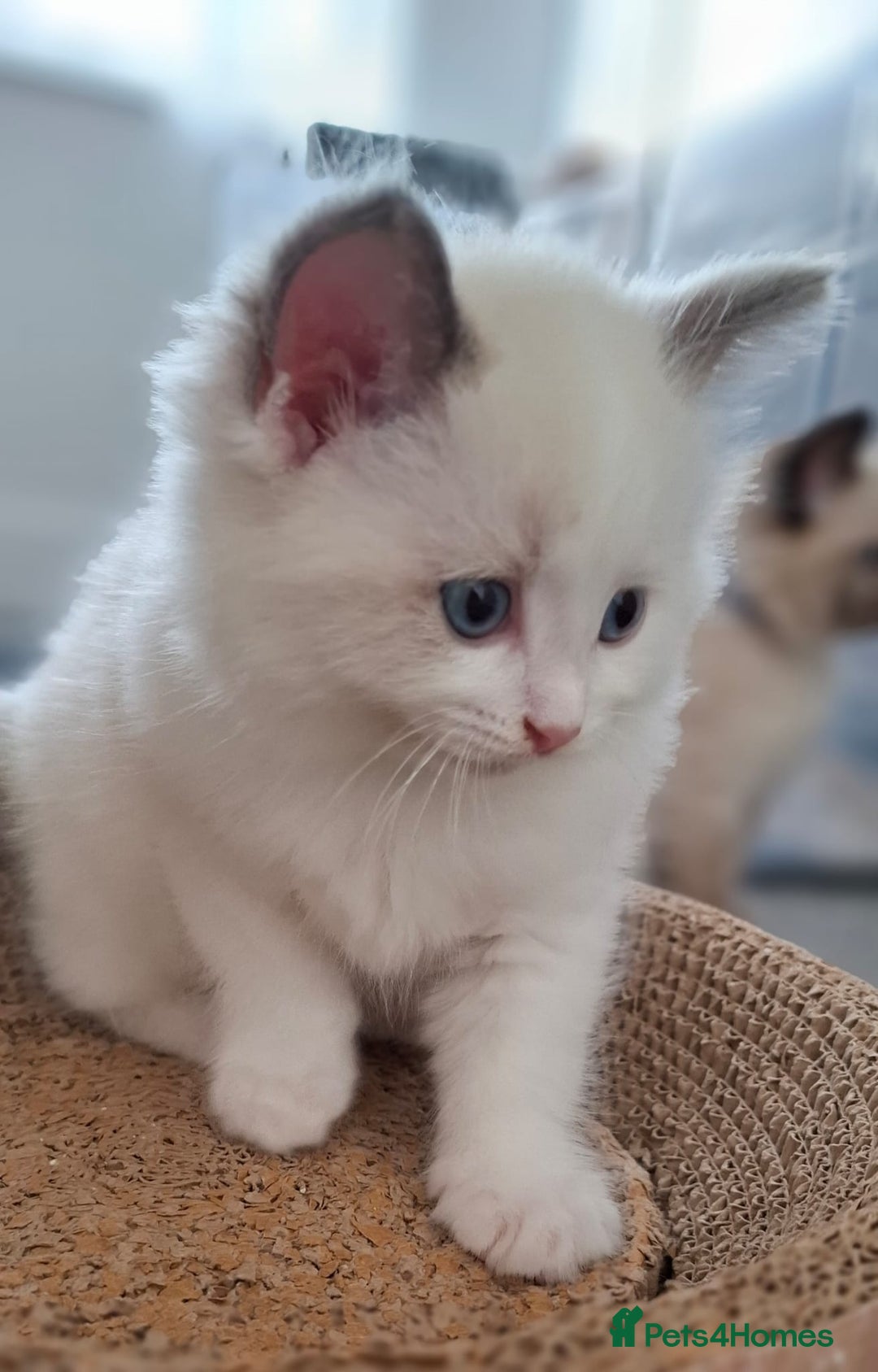 Ragdoll cats for sale: Beautiful Ragdolls 4 boys and 2 girls  - Image 16