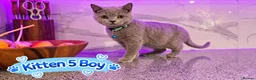 British Shorthair cats for sale: 🐾 Beautiful British Blue Kittens Available! 🐾💙 - Advert 15