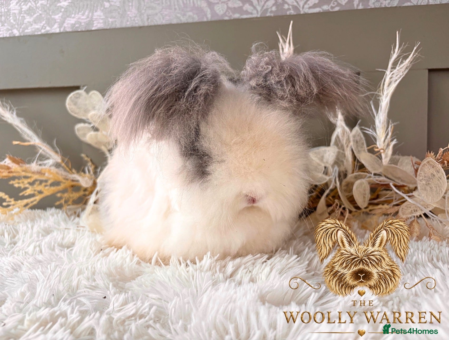 Angora rabbits Beautiful Adult Angoras Available  - Advert 2
