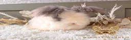 Angora rabbits for sale: Beautiful Adult Angoras Available  - Advert 7