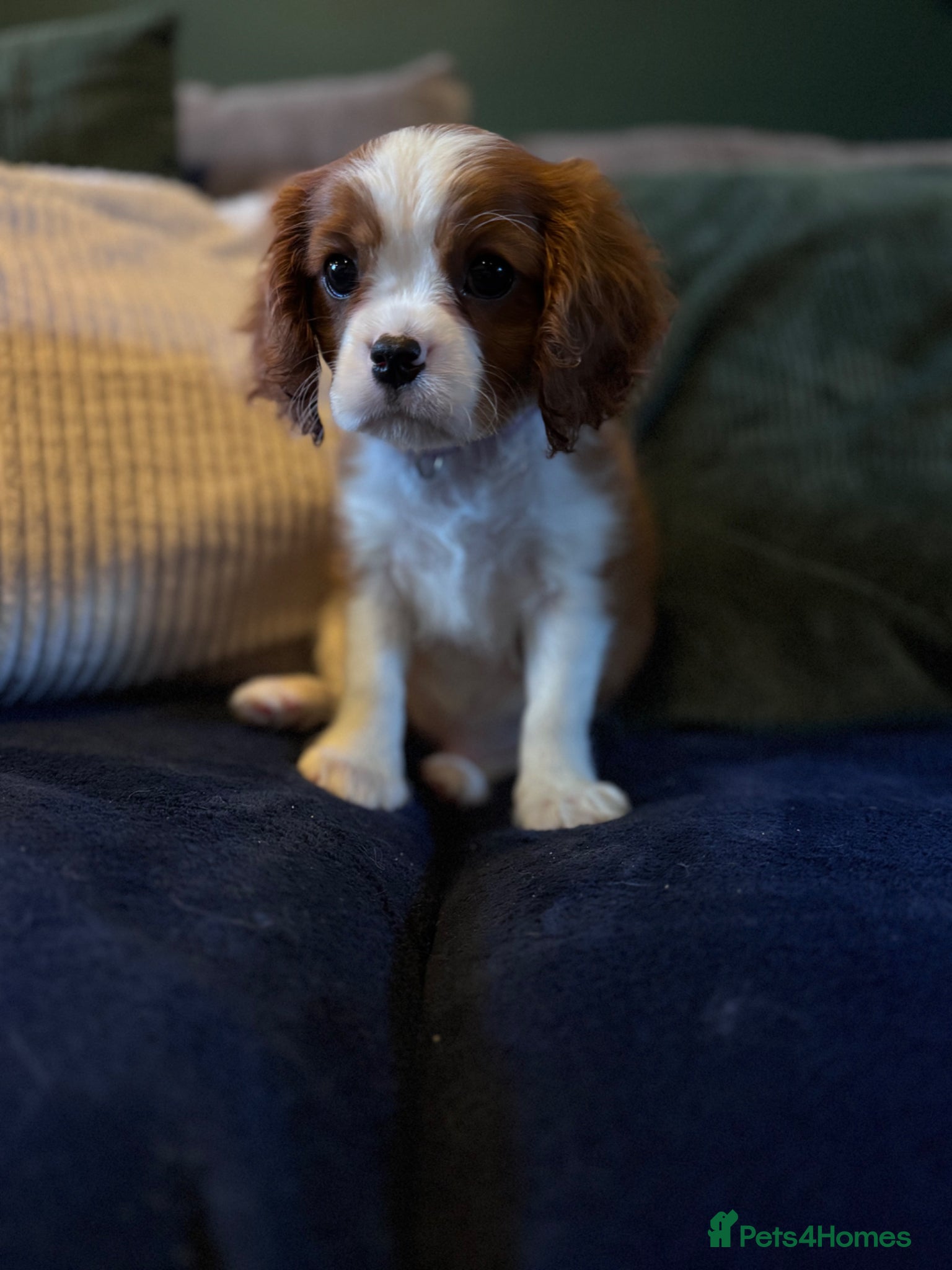 Cavalier King Charles Spaniel dogs Cavalier King Charles KC Reg dna 5* licensed  - Advert 1