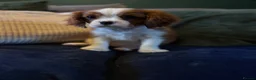 Cavalier King Charles Spaniel dogs for sale: Cavalier King Charles KC Reg dna 5* licensed  - Advert 1