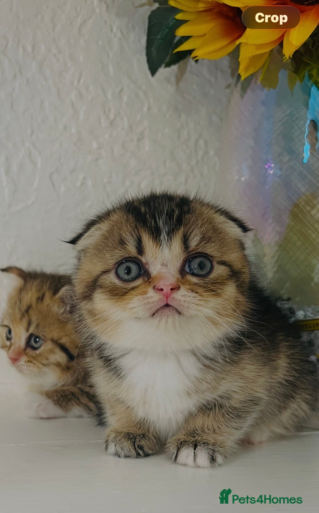 Scottish Fold cats 🥰Purebred Scottish fold looking for a home ❤️🐾 - Advert 15