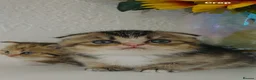 Scottish Fold cats for sale: 🥰Purebred Scottish fold looking for a home ❤️🐾 - Advert 4