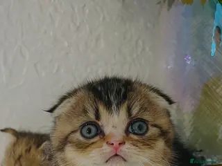 Scottish Fold cats 🥰Purebred Scottish fold looking for a home ❤️🐾 - Advert 15