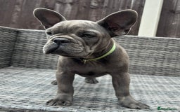 French Bulldog dogs for sale: French Bulldog Puppies with 3 Vaccines Included in Walton-on-Thames - Image 10