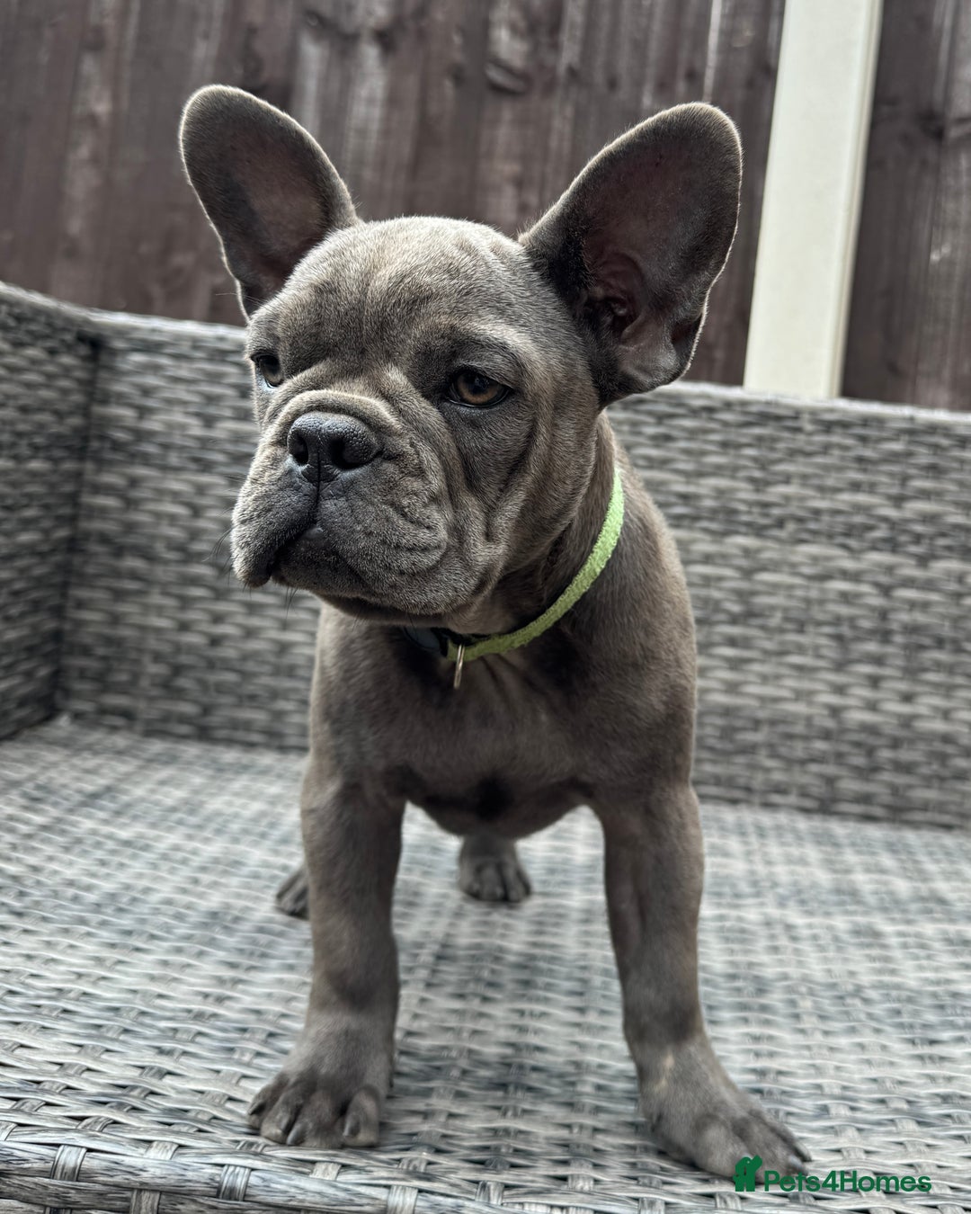 French Bulldog dogs for sale: French Bulldog Puppies with 3 Vaccines Included in Walton-on-Thames - Image 10