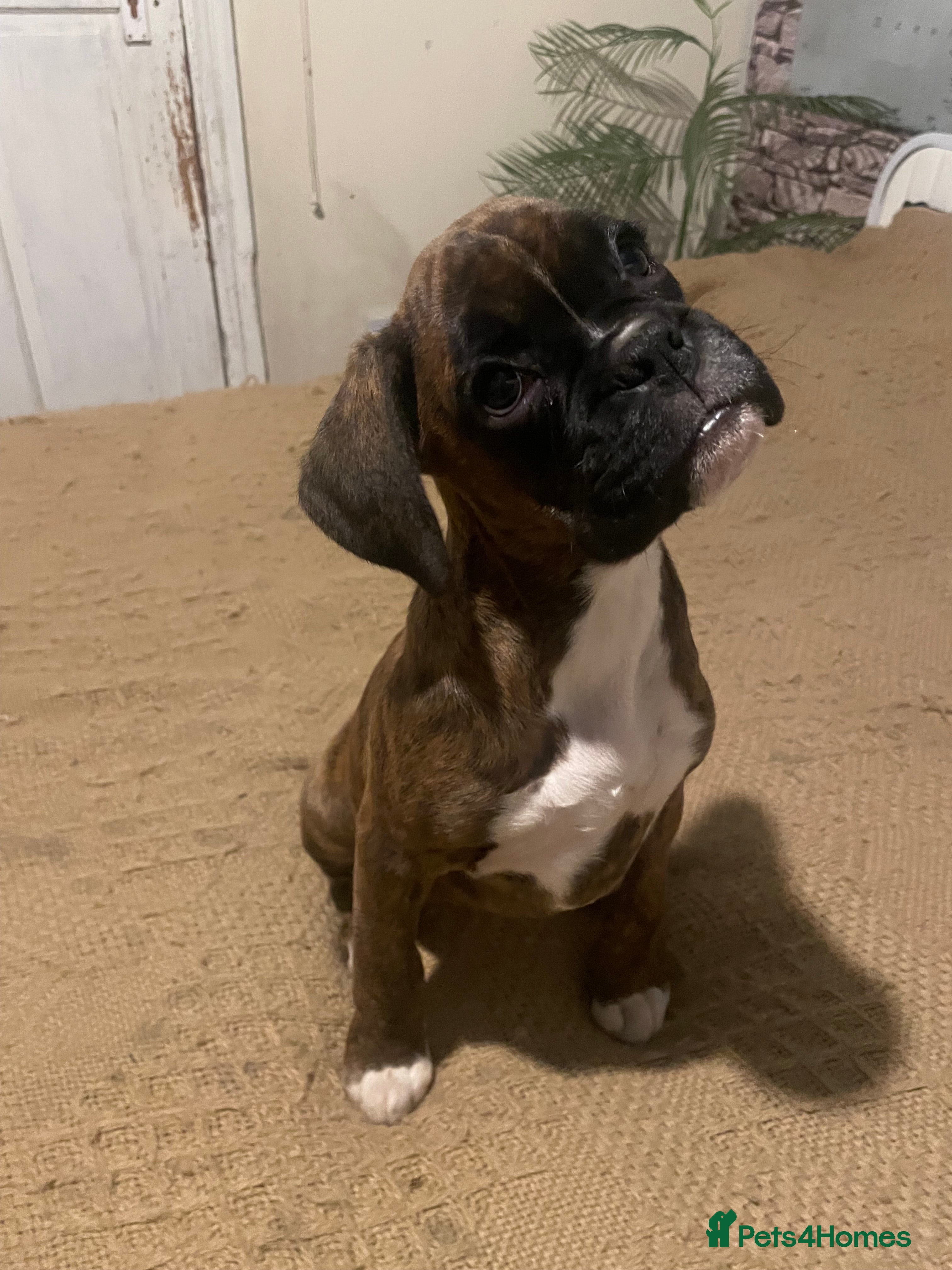 Boxer dogs ASTONISHING KC REGISTERED BOXER PUPPIES!  - Advert 4