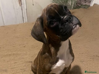 Boxer dogs ASTONISHING KC REGISTERED BOXER PUPPIES! - Advert 4
