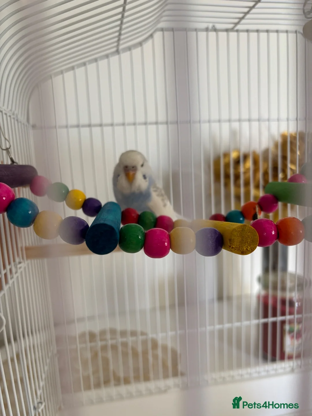 Budgerigars birds for sale: Male Budgie FOR SALE  - Advert 3