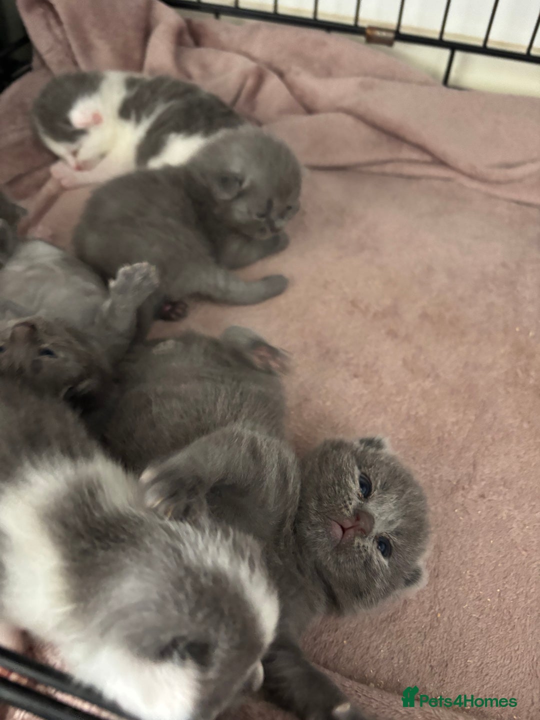 British Shorthair cats for sale: British shorthair kittens  - Image 25