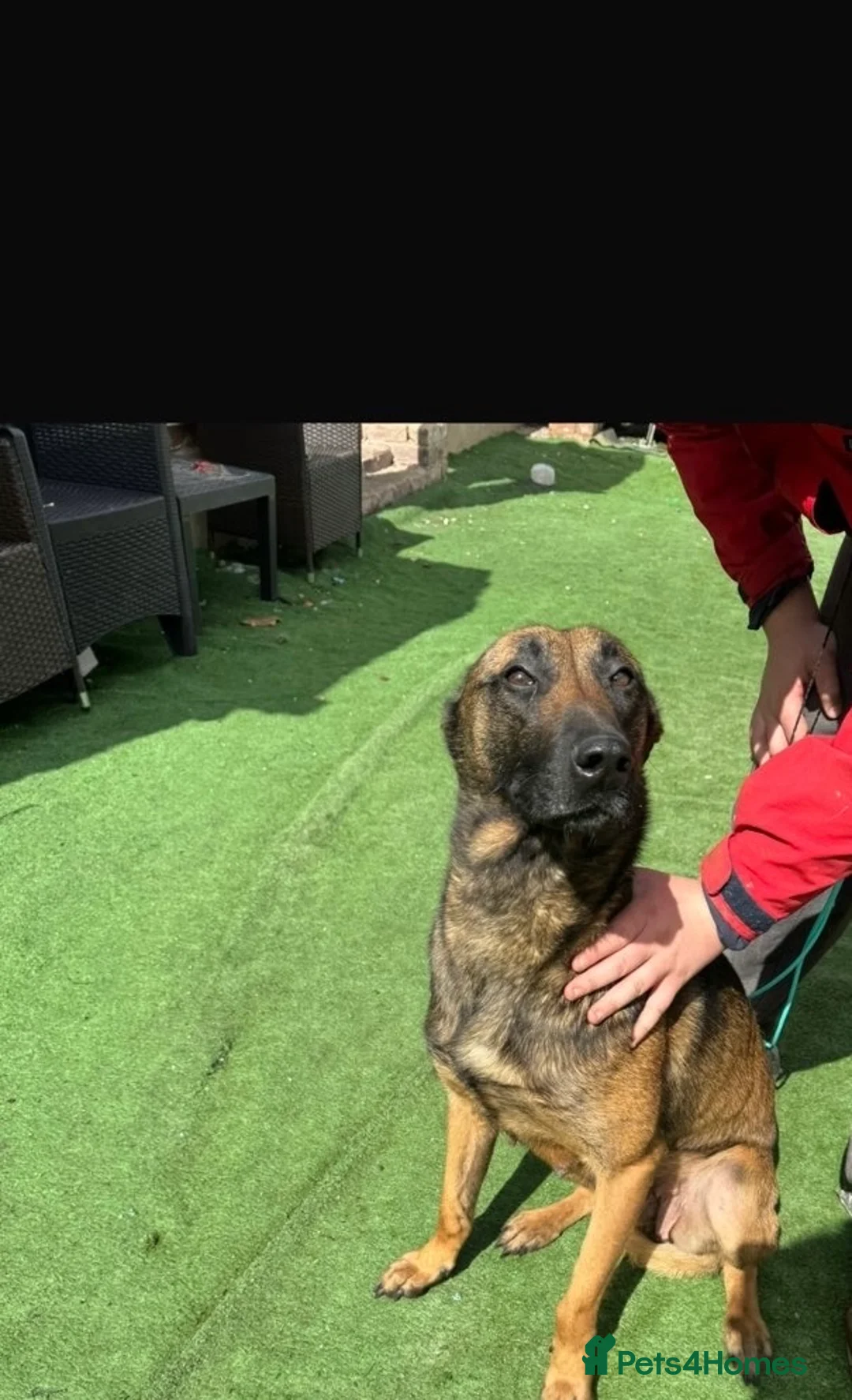 Mixed Breed dogs for sale: Belgium Mali x German Shepherd  in Bolton - Advert 4