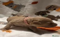 Mixed Breed dogs for sale: Mini Golden Doodle’s - Image 23