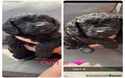 Cockapoo dogs for sale: Cockapoo puppies  - Image 3