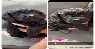Cockapoo dogs - Advert 15