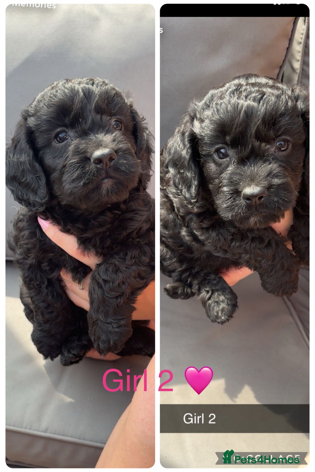 Cockapoo dogs for sale: Cockapoo puppies  - Image 3