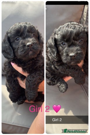 Cockapoo dogs - Advert 12