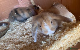 Mini Lop rabbits for sale: 3 beautiful mini lops(£60 each or £100 for two ) - Image 4
