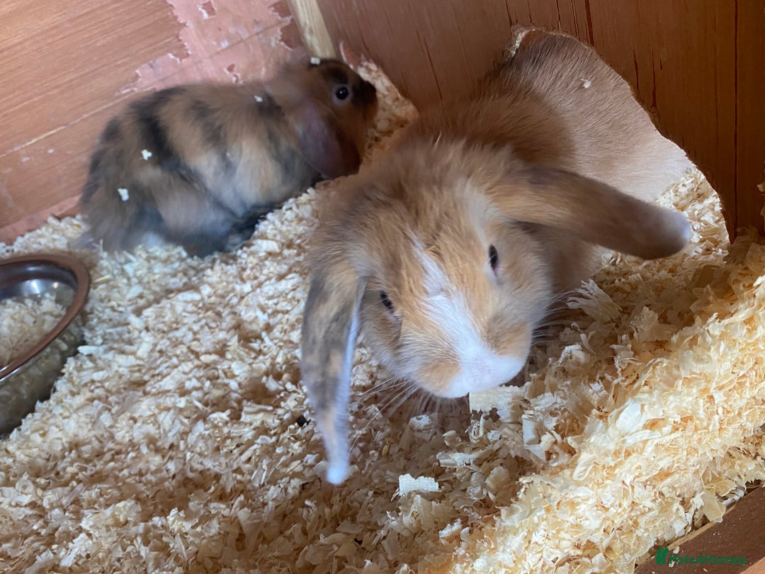 Mini Lop rabbits for sale: 3 beautiful mini lops(£60 each or £100 for two ) - Image 4